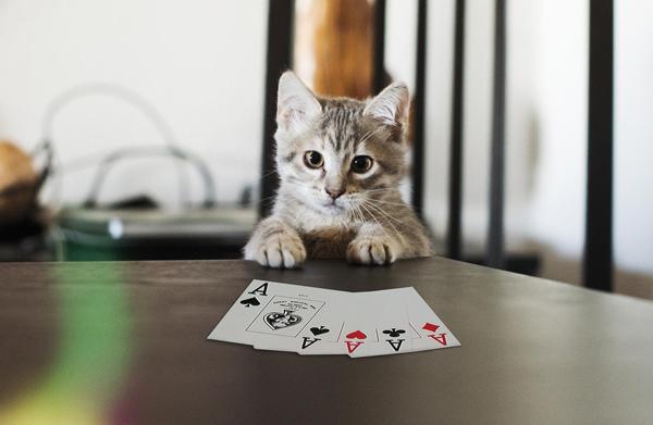 50+ Funny Cat Pictures