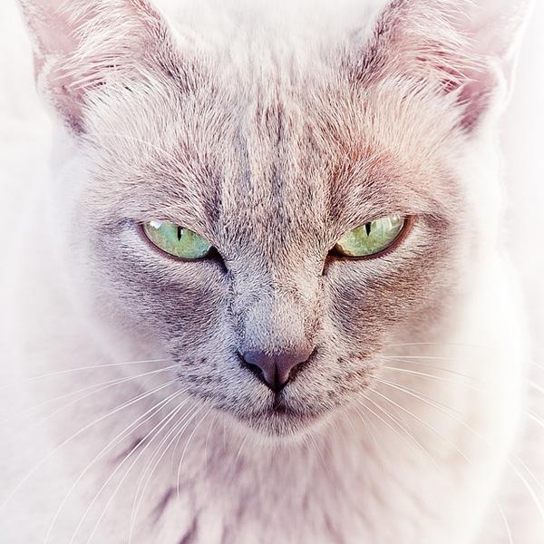 50+ Funny Cat Pictures