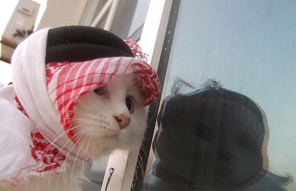 50+ Funny Cat Pictures