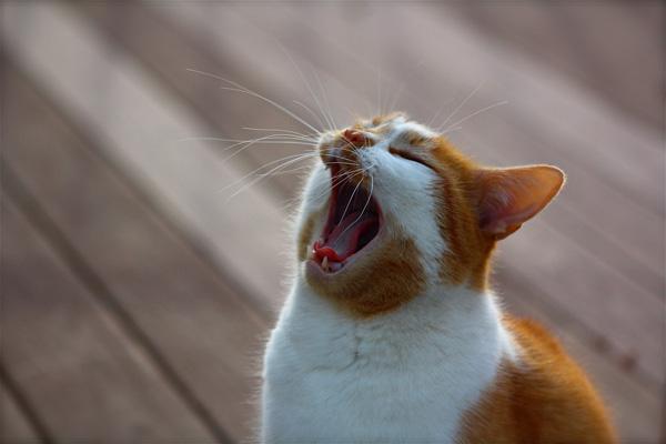 50+ Funny Cat Pictures