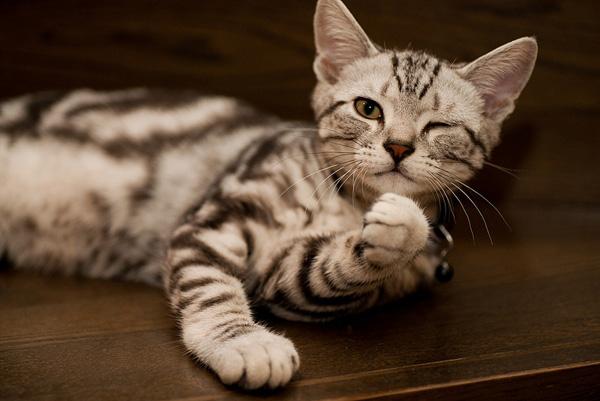 50+ Funny Cat Pictures