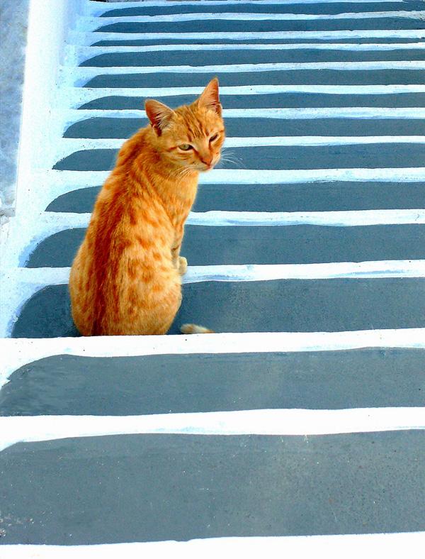 50+ Funny Cat Pictures