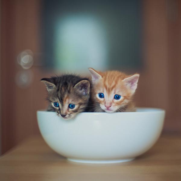 50+ Funny Cat Pictures