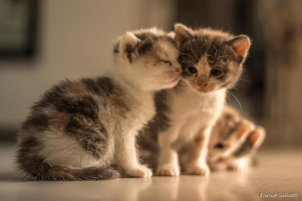 50+ Funny Cat Pictures