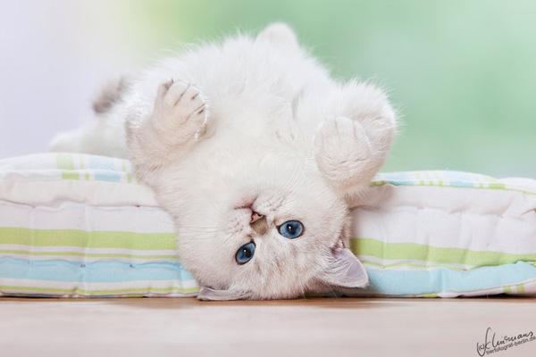 50+ Funny Cat Pictures