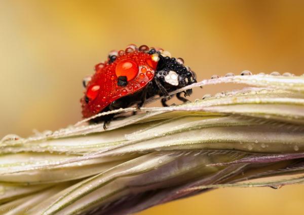 Macro Photography by Alejandro Ferrer Ruiz