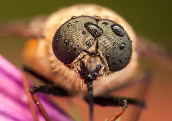 Macro Photography by Alejandro Ferrer Ruiz