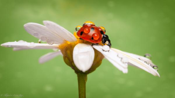Macro Photography by Alejandro Ferrer Ruiz