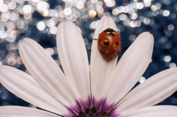 Macro Photography by Alejandro Ferrer Ruiz