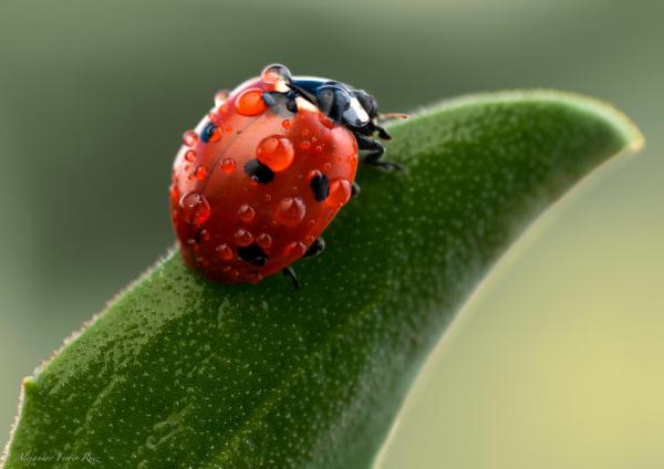 Macro Photography by Alejandro Ferrer Ruiz