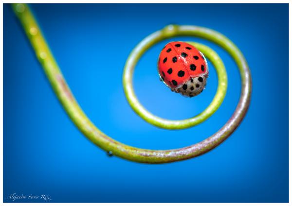 Macro Photography by Alejandro Ferrer Ruiz