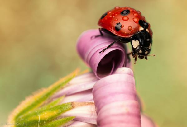 Macro Photography by Alejandro Ferrer Ruiz
