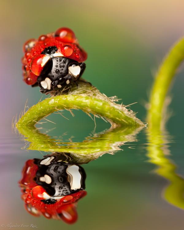 Macro Photography by Alejandro Ferrer Ruiz