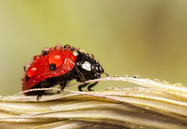 Macro Photography by Alejandro Ferrer Ruiz
