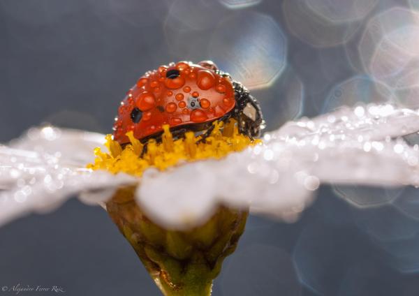 Macro Photography by Alejandro Ferrer Ruiz