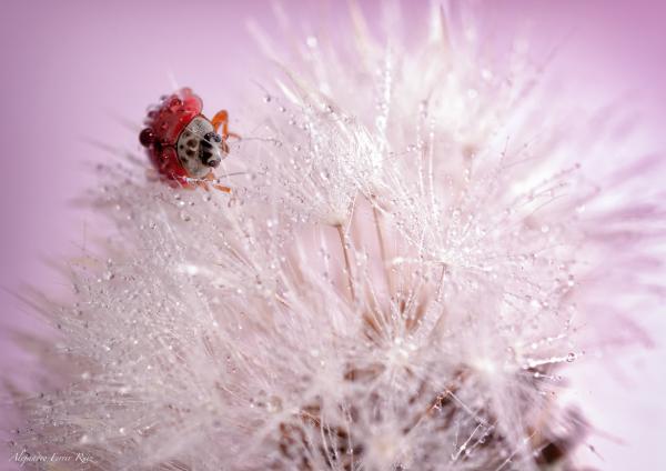 Macro Photography by Alejandro Ferrer Ruiz