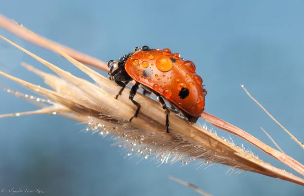 Macro Photography by Alejandro Ferrer Ruiz