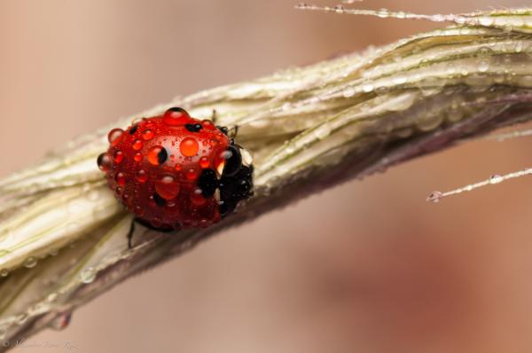 Macro Photography by Alejandro Ferrer Ruiz