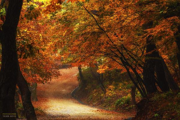 Photography by Tiger Seo