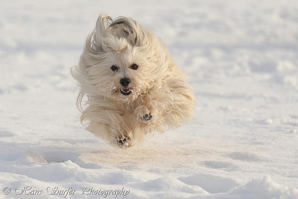50 Lovely Puppy Pictures