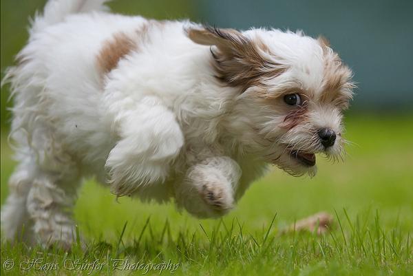 50 Lovely Puppy Pictures