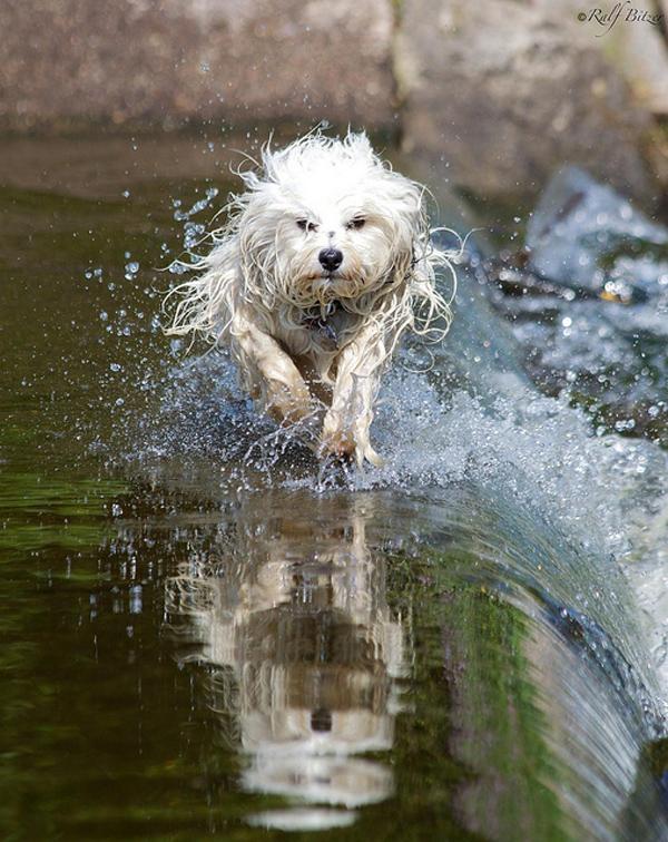 50 Lovely Puppy Pictures