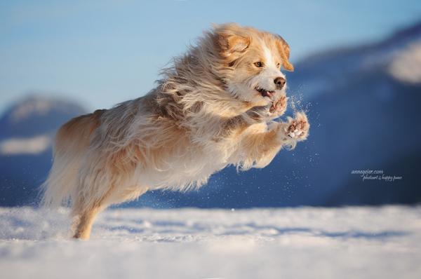 50 Lovely Puppy Pictures