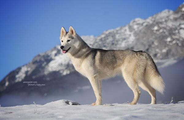50 Lovely Puppy Pictures