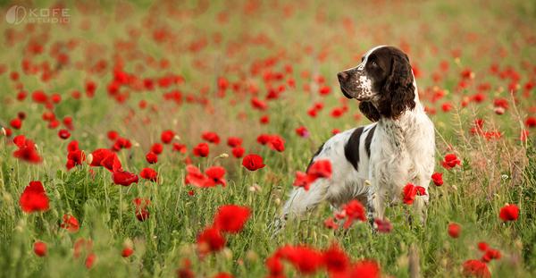 50 Lovely Puppy Pictures