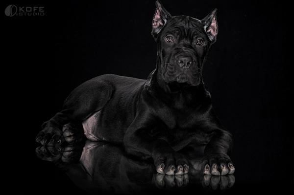 50 Lovely Puppy Pictures