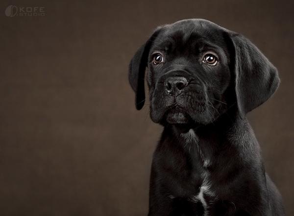 50 Lovely Puppy Pictures