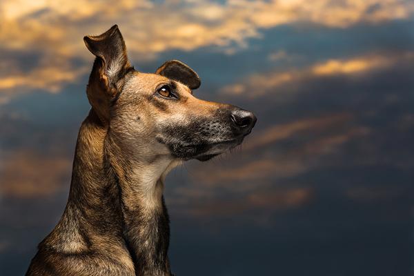 50 Lovely Puppy Pictures