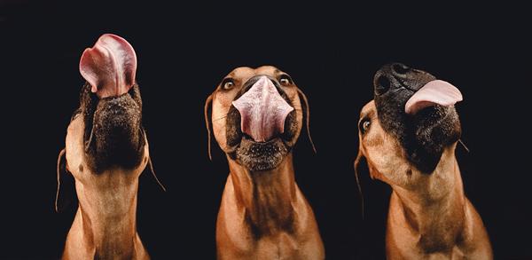 50 Lovely Puppy Pictures