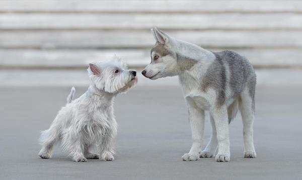 50 Lovely Puppy Pictures