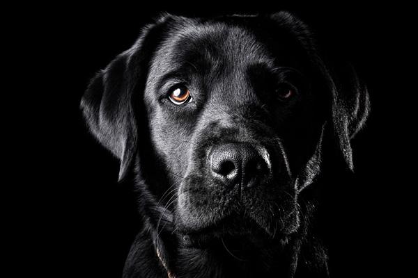 50 Lovely Puppy Pictures