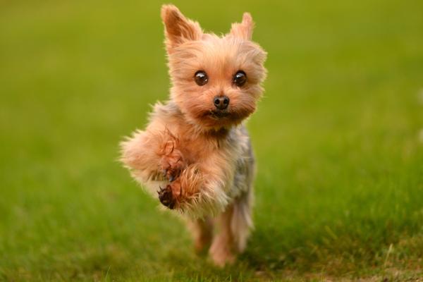 50 Lovely Puppy Pictures