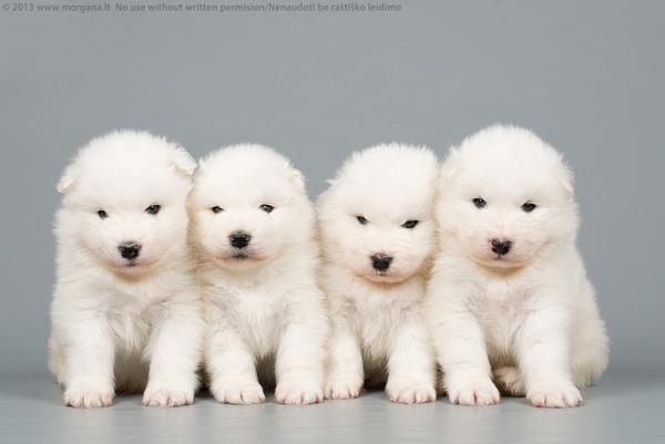 50 Lovely Puppy Pictures