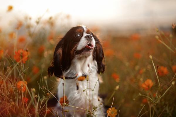 50 Lovely Puppy Pictures