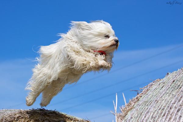 50 Lovely Puppy Pictures