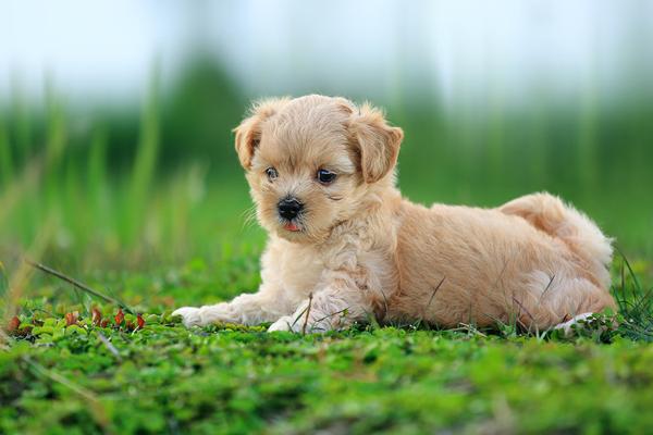 50 Lovely Puppy Pictures