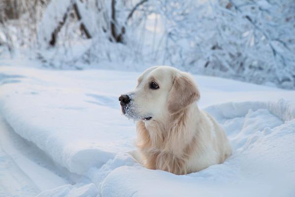 50 Lovely Puppy Pictures
