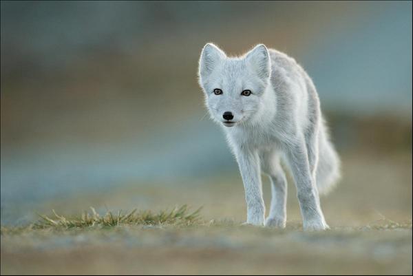 50 Lovely Puppy Pictures