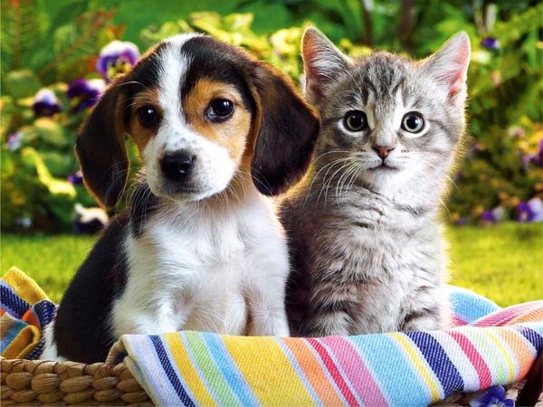 50 Lovely Puppy Pictures
