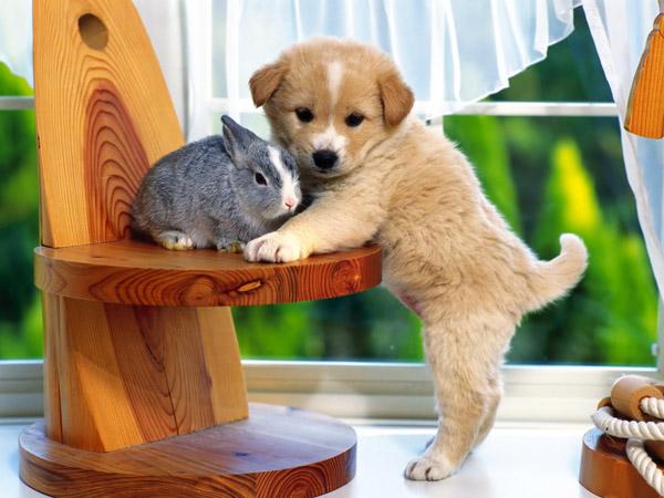 50 Lovely Puppy Pictures
