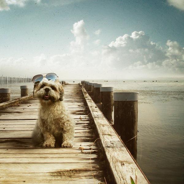 50 Lovely Puppy Pictures