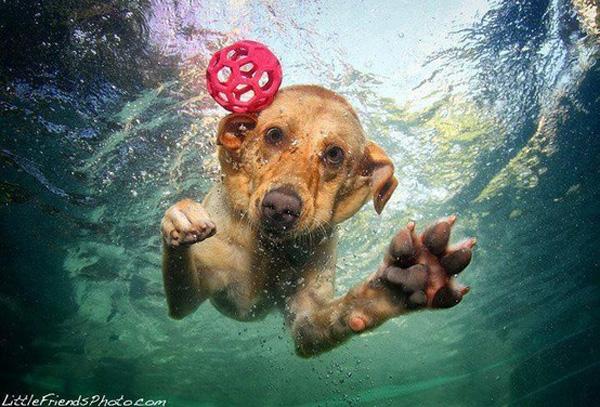50 Lovely Puppy Pictures