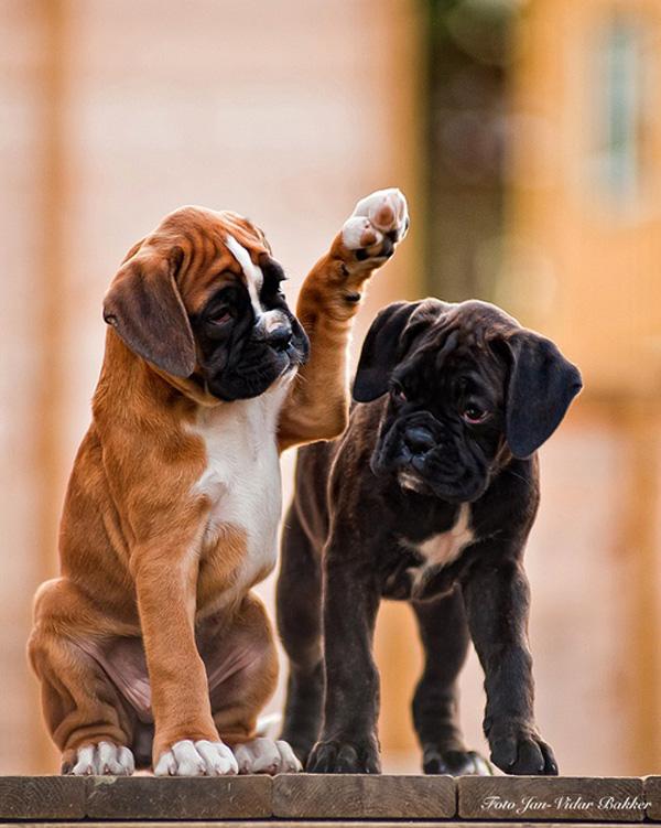 50 Lovely Puppy Pictures