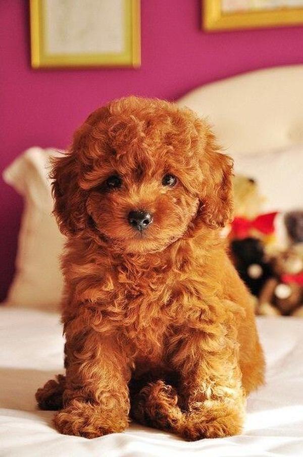 50 Lovely Puppy Pictures