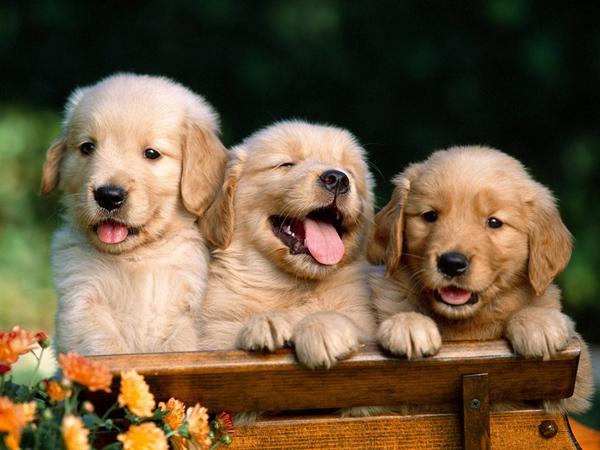 50 Lovely Puppy Pictures