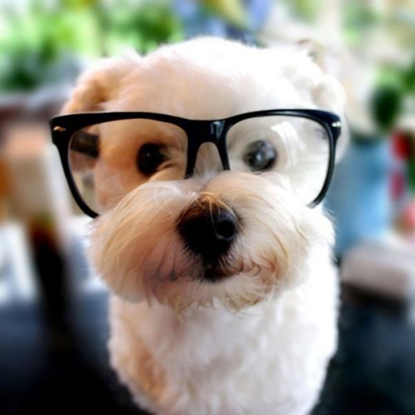 50 Lovely Puppy Pictures